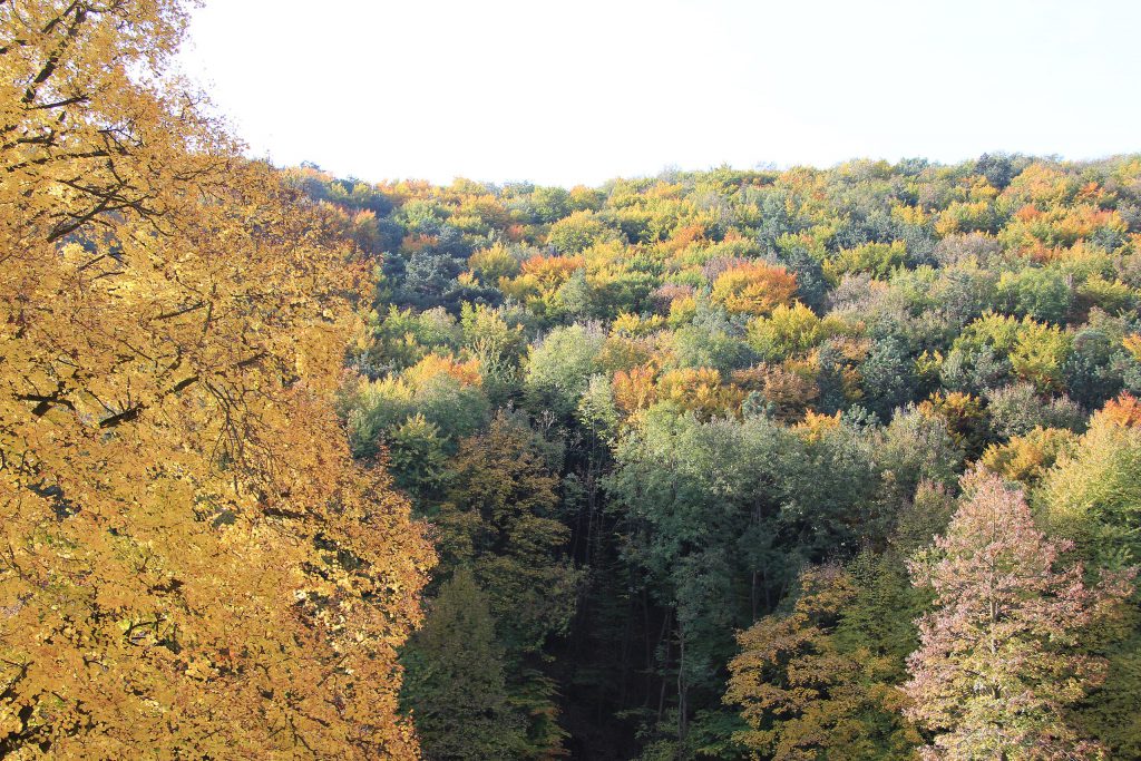 Blick auf Mischwald im Wienerwald, links eine Sommerlinde

https://commons.wikimedia.org/wiki/User:Karl_Gruber