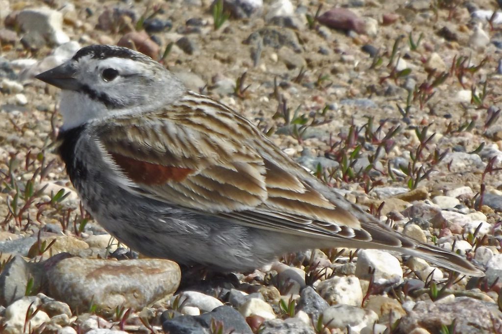 McCown's Longspur